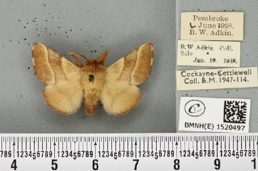 Malacosoma neustria ab. virgata Tutt, 1900 - BMNHE_1520497_190378