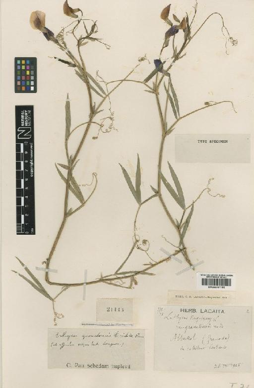 Lathyrus tingitanus L. - BM000751103