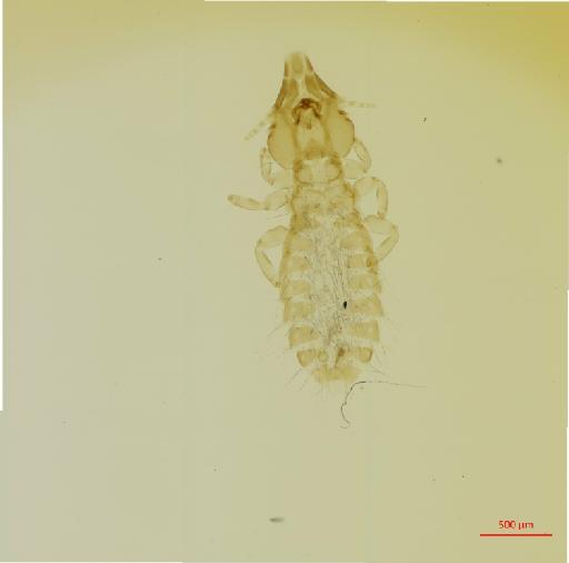 Strigiphilus aitkeni Clay, 1966 - 010693267__2017_08_11-Scene-1-ScanRegion0