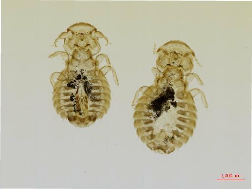 Goniodes pavonis Linnaeus, 1758 - 010676931__2017_08_07-Scene-1-ScanRegion0