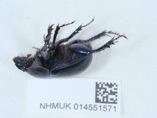 Anoplotrupes stercorosus (Hartmann in Scriba, 1791) - 014551571_3