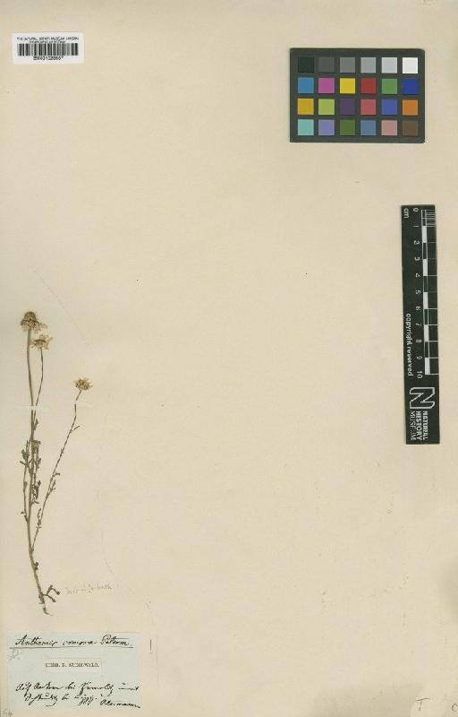 Anthemis comosa Peterm. - BM001025857
