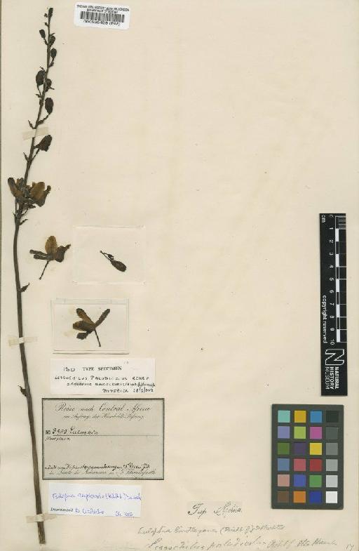 Eulophia angolensis (Rchb.f.) Summerh. - BM000525499