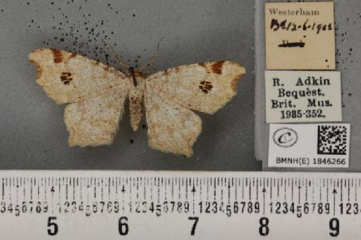 Macaria notata ab. luteolaria Tengström, 1869 - BMNHE_1846266_420395