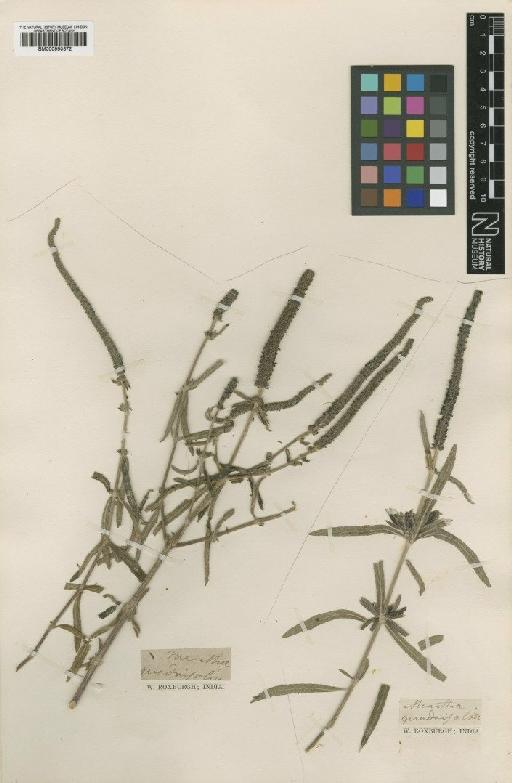Mentha quadrifolia Roxb. - BM000950372