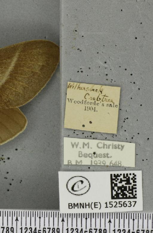 Macrothylacia rubi (Linnaeus, 1758) - BMNHE_1525637_label_196260