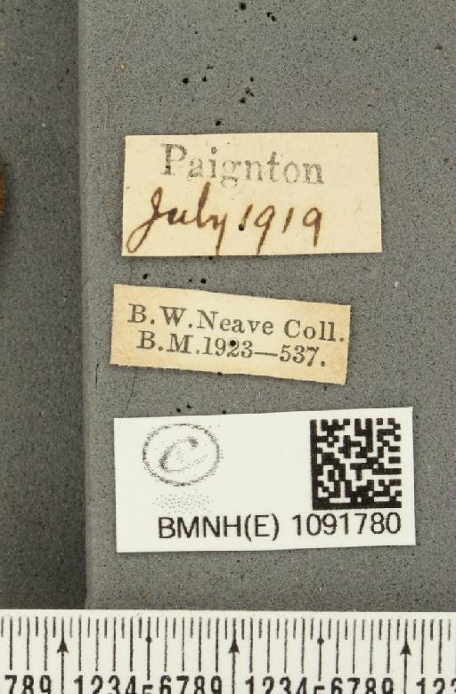 Pyronia tithonus britanniae (Verity, 1914) - BMNHE_1091780_label_2210