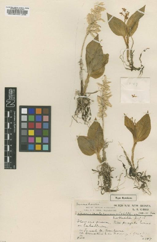 Liparis maboroensis var. bistriata J.J.Sm. - BM000088900