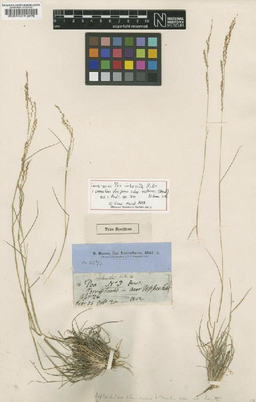 Leptochloa decipiens subsp. asthenes (Roem. & Schult.) N.Snow - BM000514974