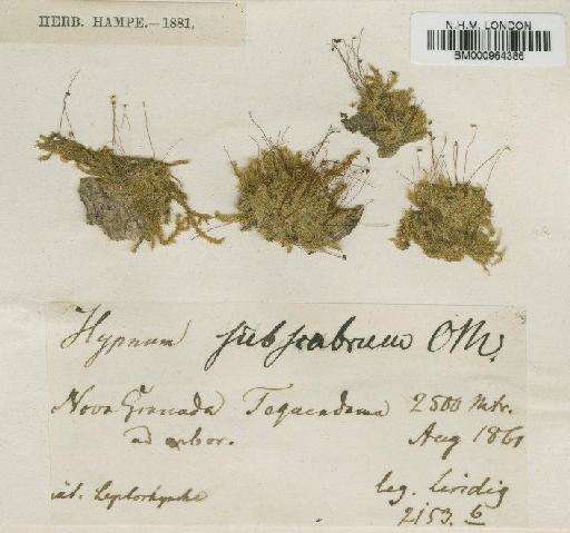 Rhaphidorrhynchium subscabrum (Müll.Hal.) Broth. - BM000964386