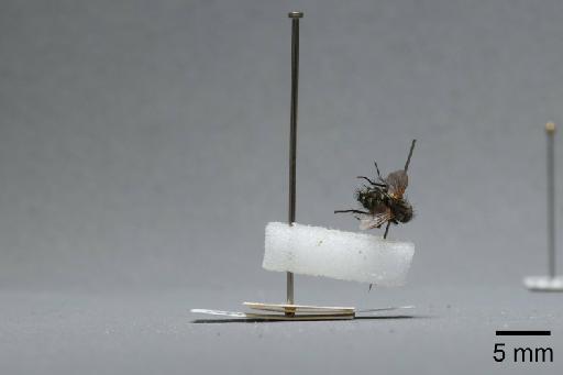 Sarcophaga (Myorhina) nigriventris Meigen, 1826 - 015092496_lateral