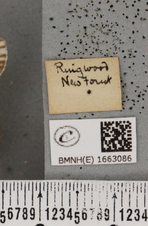 Coscinia cribraria bivittata (South, 1900) - BMNHE_1663086_label_282809