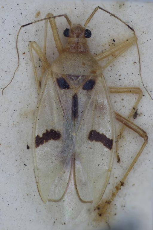 Mala ornata Distant, 1884 - Mala ornata-BMNH(E)1633133-Lectotype female dorsal X2 FK