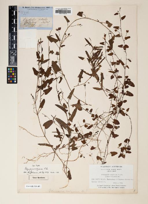 Polymeria calycina R.Br. - 001040615