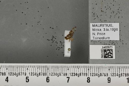 Ceratitis (Pterandrus) quilicii De Meyer et al., 2016 - BMNHE_1492871_43908