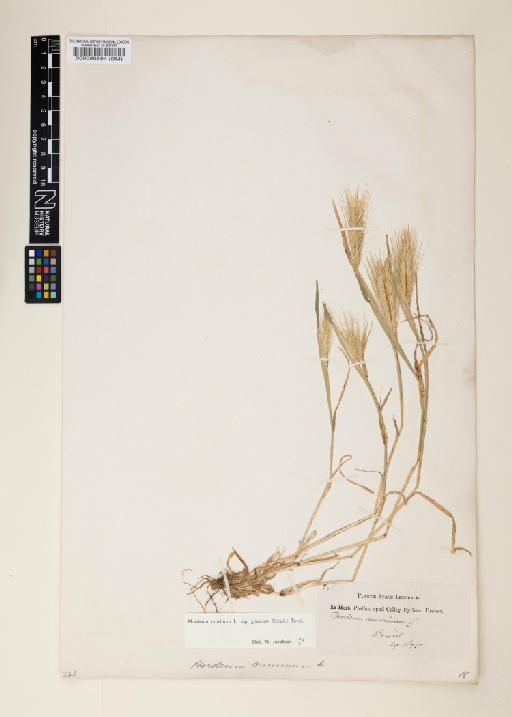 Hordeum murinum subsp. glaucum (Steud.) Tzvelev - 000060594