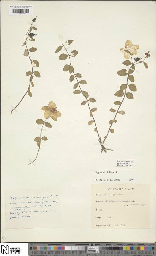 Hypericum bellum subsp. bellum - BM001202078