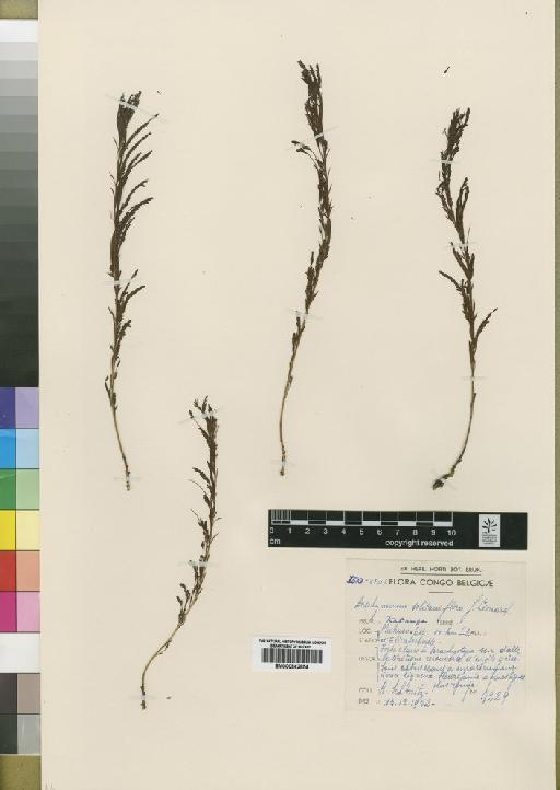 Aeschynomene solitariiflora Léonard - BM000842854