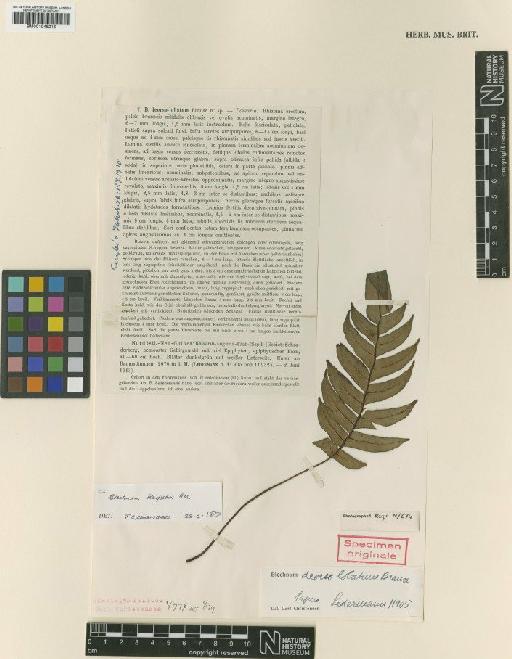 Blechnum keysseri Rosenst. - BM001048215