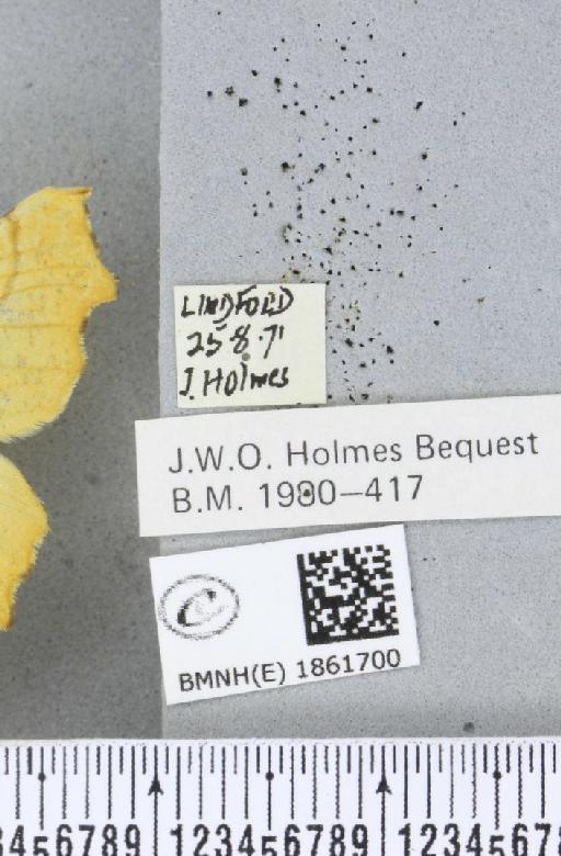 Ennomos alniaria (Linnaeus, 1758) - BMNHE_1861700_label_442534