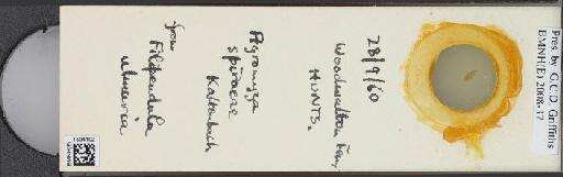 Agromyza potentillae (Kaltenbach, 1864) - BMNHE_1504102_59257