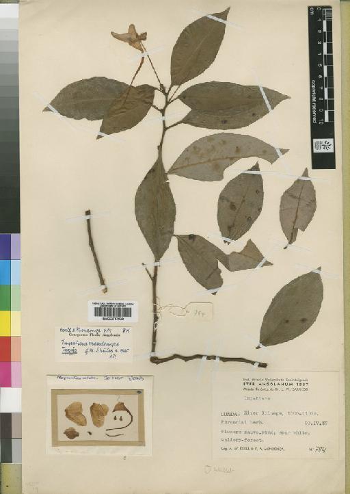 Impatiens mendoncae Schulze - BM000797509