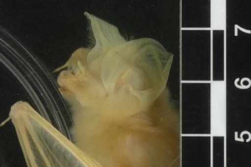 Hipposideros gentilis Andersen, 1918 - 1893_11_15_2-Hipposideros_gentilis-Type-Noseleaf-lateral