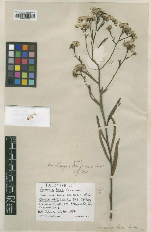 Vernonia laxa Gardner - BM001009235