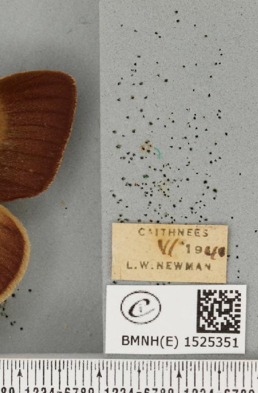 Lasiocampa quercus callunae Gillette & Palmer, 1847 - BMNHE_1525351_label_194241