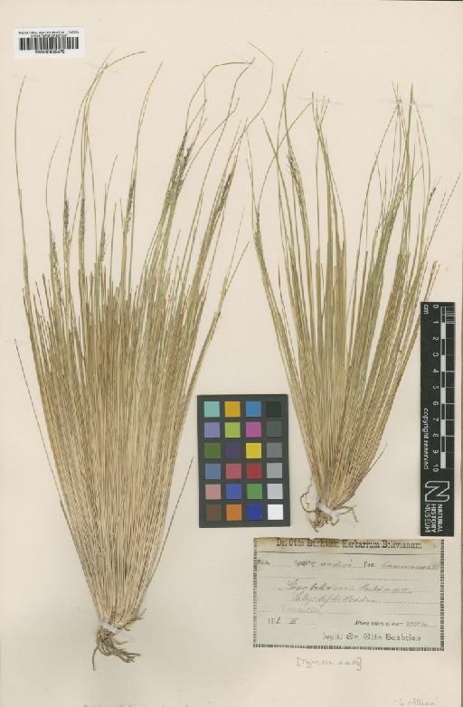 Stipa obtusa (Nees & Meyen) Hitchc. - BM000938478