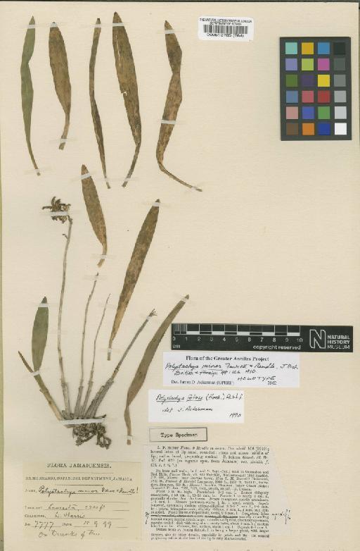 Polystachya foliosa (Hook.) Rchb.f. - BM000513785