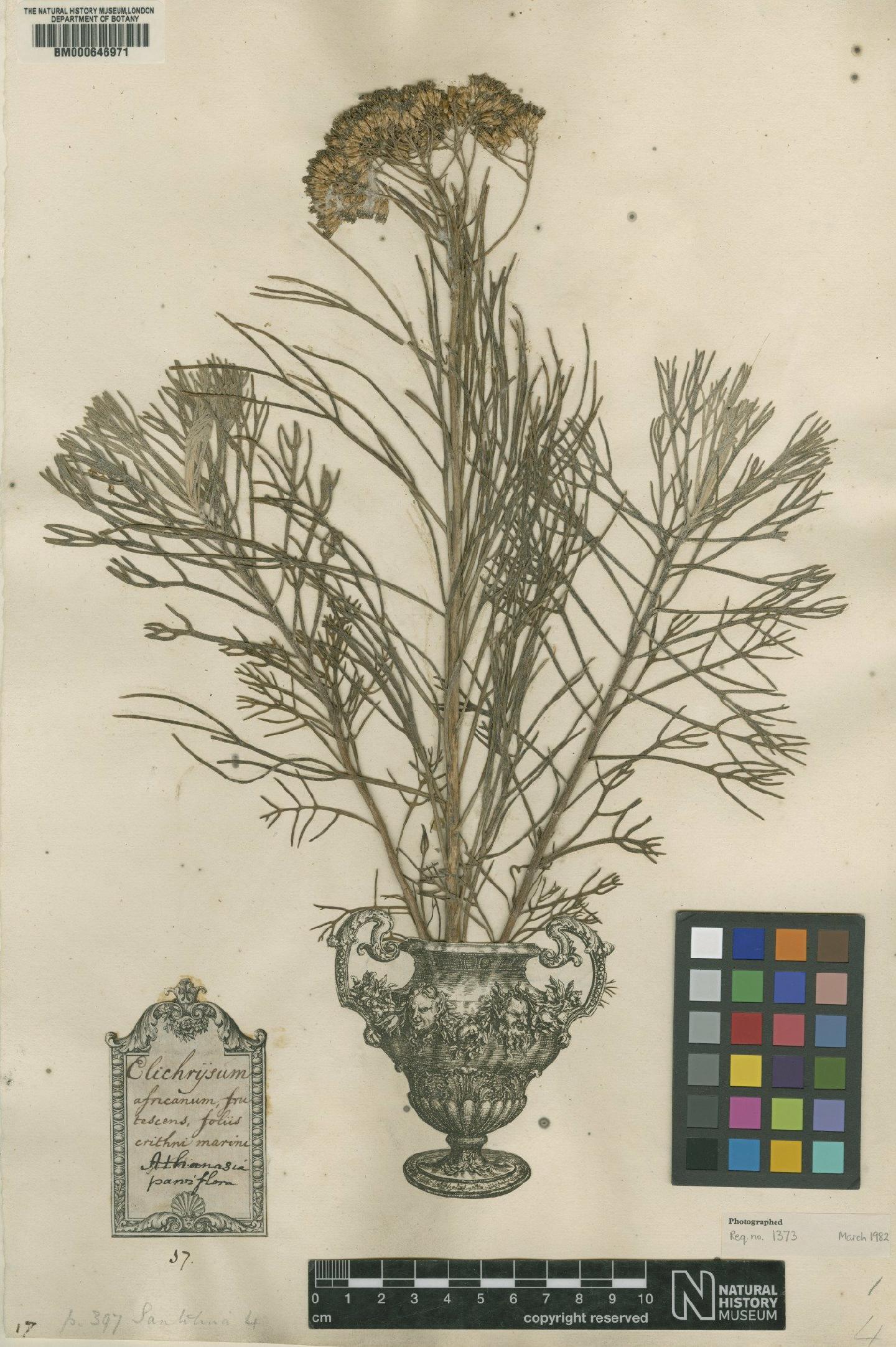 To NHMUK collection (Tanacetum crithmifolium L.; Original material; NHMUK:ecatalogue:4702124)