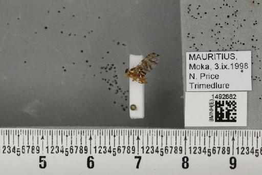 Ceratitis (Pterandrus) quilicii De Meyer et al., 2016 - BMNHE_1492882_43918