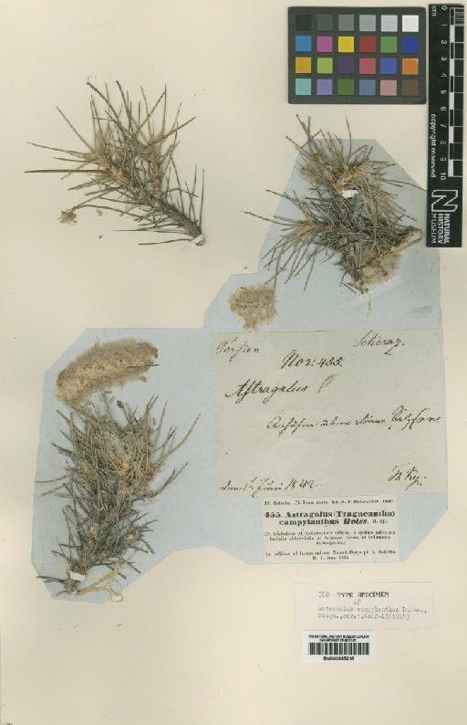 Astragalus campylanthus Boiss. - BM000885218
