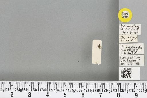 Chromatomyia involucratae (Spencer, 1969) - BMNHE_1474916_48415