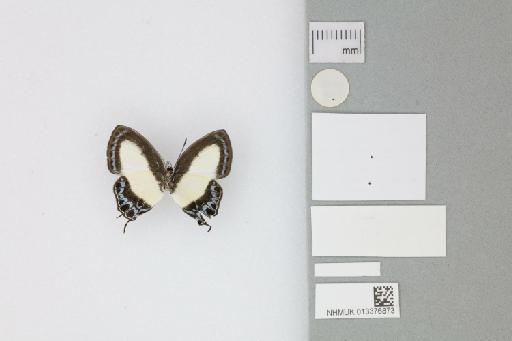 Hypolycaena danis jacobyi Tennent, 2016 - 013376873_Hypolycaena_danis_jacobyi_Tennent_2016_PT_1