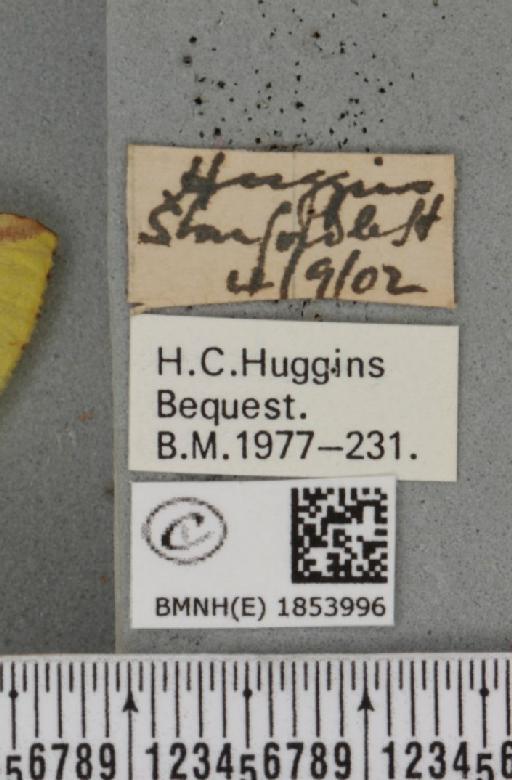 Opisthograptis luteolata (Linnaeus, 1758) - BMNHE_1853996_label_427906