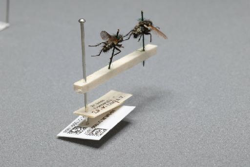 Sarcophaga (Myorhina) nigriventris Meigen, 1826 - 015091868_additional_1