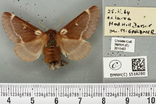 Eriogaster lanestris (Linnaeus, 1758) - BMNHE_1518280_191901