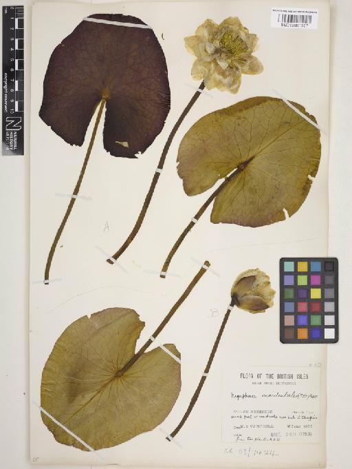 Nymphaea alba subsp. occidentalis (Ostenf.) Hyl. - 013863327