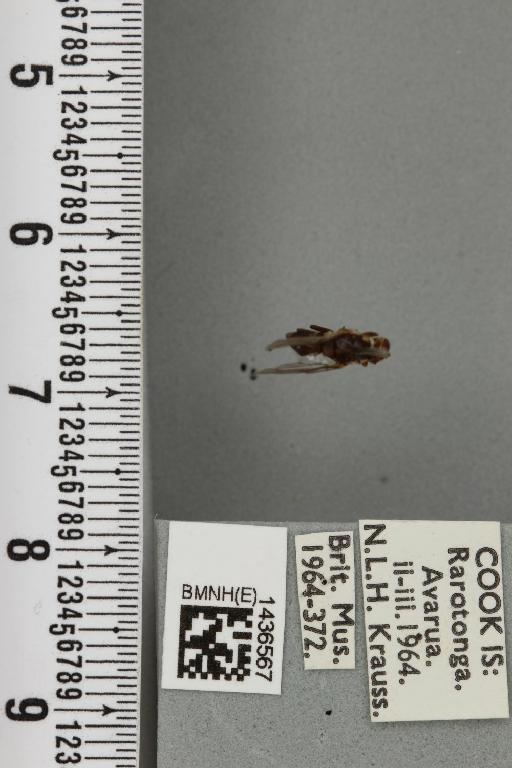 Bactrocera (Bactrocera) melanota (Coquillett, 1909) - BMNHE_1436567_30668