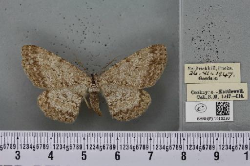 Hypomecis punctinalis ab. intermedia Lempke, 1952 - BMNHE_1910320_474421