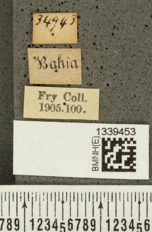 Galerucinae Latreille, 1802 - BMNHE_1339453_label_21932