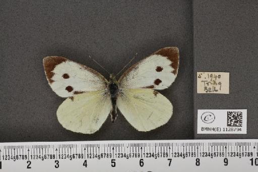 Pieris brassicae (Linnaeus, 1758) - BMNHE_1128794_85316