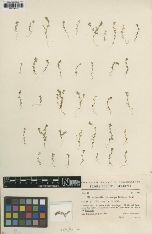 Aphanes microcarpa (Boiss. & Reut.) Rothm. - BM001041877