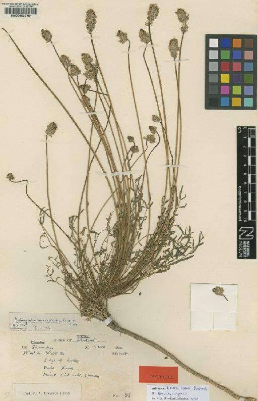 Astragalus bowes-lyonii Podlech - BM000600761