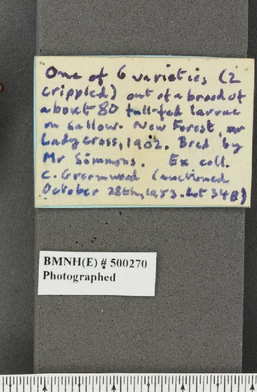 Nymphalis polychloros ab. testudo Esper, 1777 - BMNHE_500270_label_20359