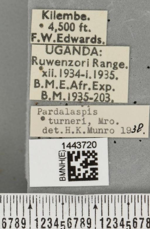 Ceratitis (Ceratalaspis) turneri (Munro, 1937) - BMNHE_1443720_label_43828