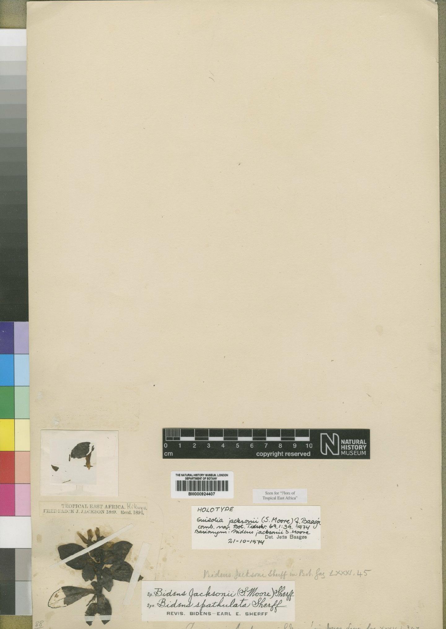 To NHMUK collection (Bidens jacksonii Moore; Holotype; NHMUK:ecatalogue:4529435)