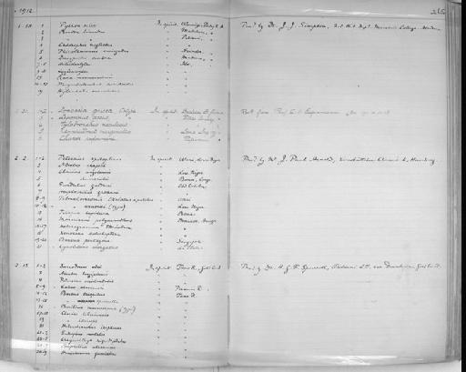 Barilius macrostoma Boulenger, 1913 - Zoology Accessions Register: Reptiles & Fishes: 1904 - 1925: page 265